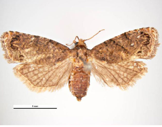 False codling moth 1